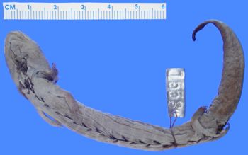 Media type: image; Herpetology A-1553